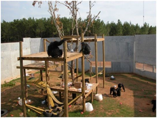 chimp haven 2