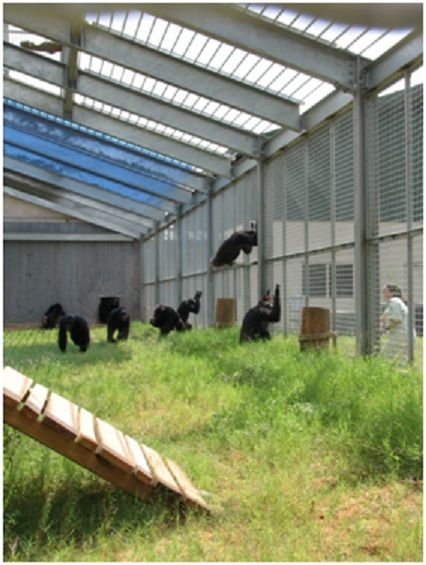 Chimp Haven photo from NAPSA