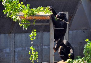 Chimpanzees 2