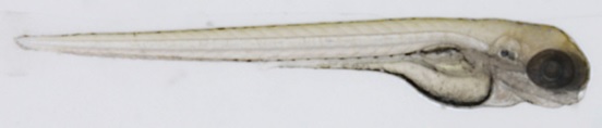 4-day old zebrafish embryo.