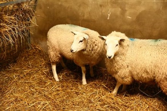 Sheep in Research
