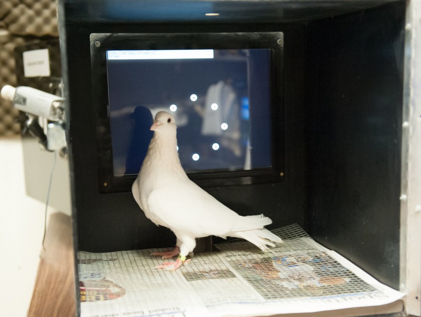 Pigeon in a test of comparative cognition.