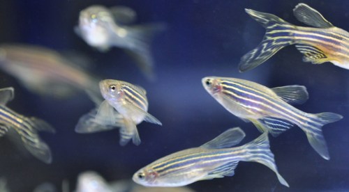 Behind the Scenes of Zebrafish Research – Speaking of Research