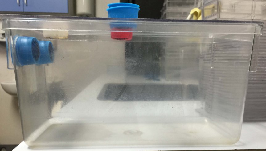 Typical tank used for long-term housing with holes for water to flow in/out and to allow easy access for feeding.