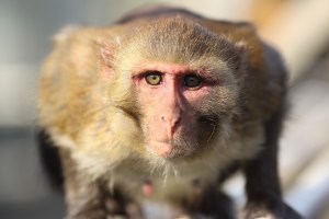 Macaque. Kathy West. CNPRC. 