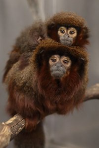 Marmosets. Kathy West. CNPRC.
