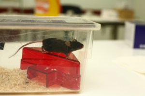 mouse-sitting-on-red-mouse-house