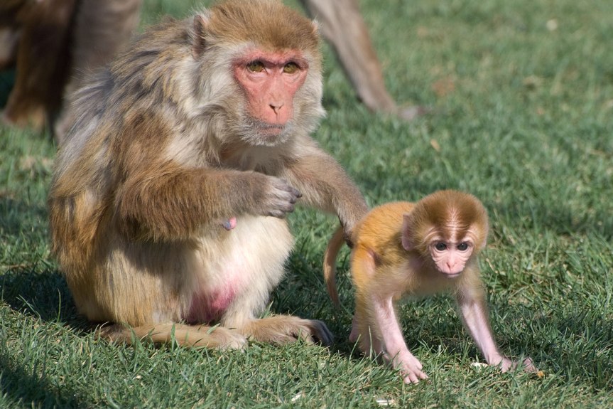 Rhesus monkeys at the California National Primate Research Center. Photo credit: Kathy West