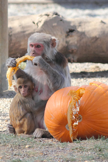 Image from Californian National Primate Research Center