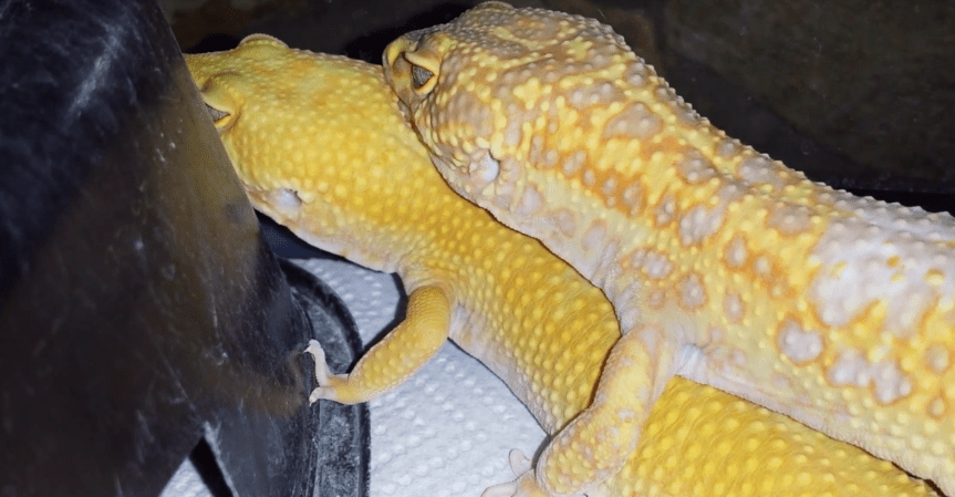 Leopard Geckos mating