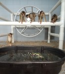 Pigtail macaques at the Washington National Primate Research Center