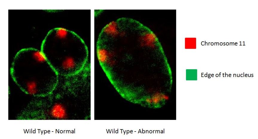 Culture induced Polyploidy