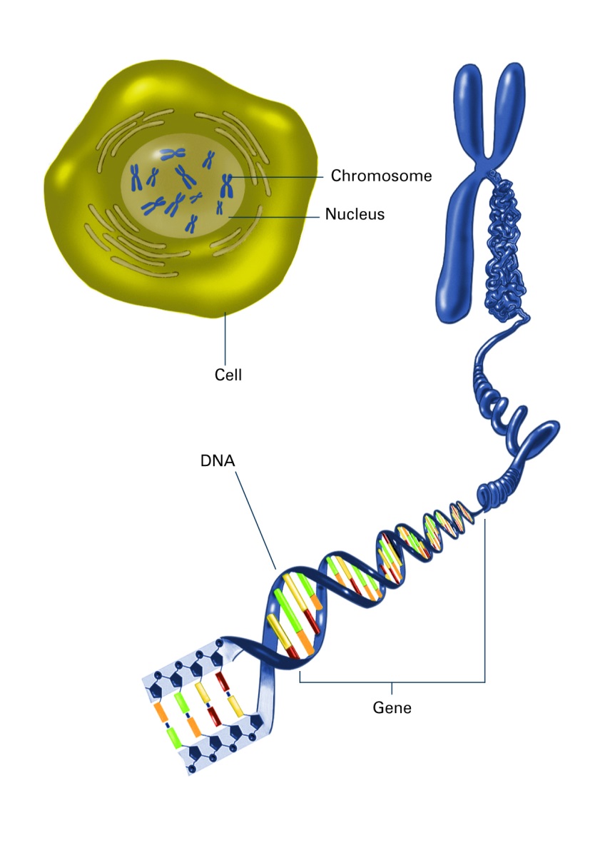 Packaging of DNA into the nucleus