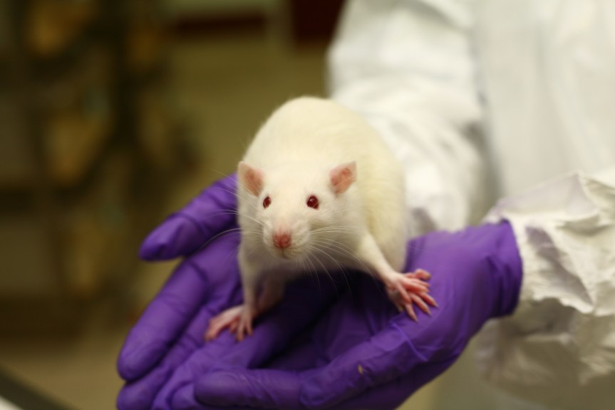 Image from Understanding Animal Research