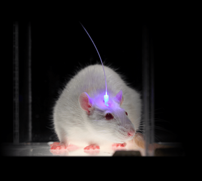 Optogenetics involved using light to control genetically modified cells inside the body