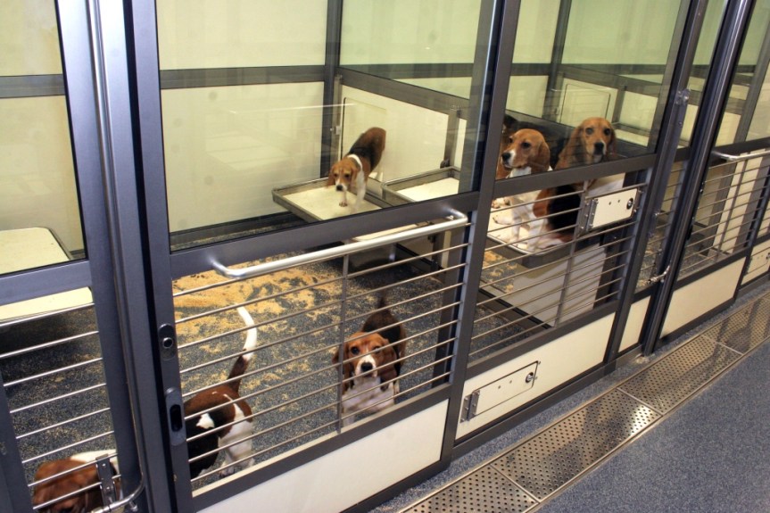 Laboratory housed dogs in home pens, AstraZeneca facility. Credit: Laura Hall / Refining Dog Care