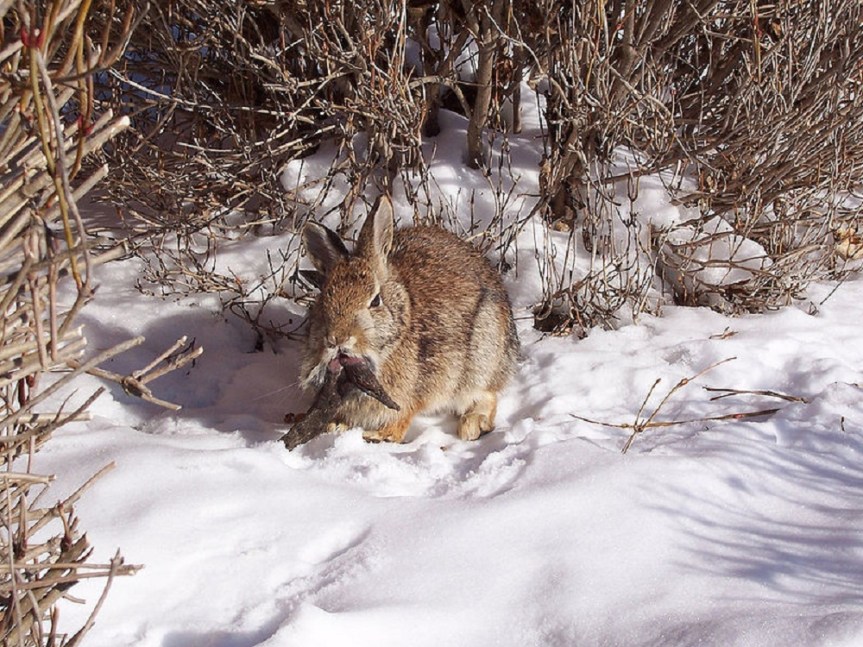  Wild rabbit with tumors caused by papillomavirus infection