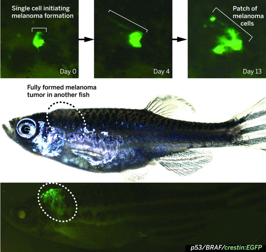 Image: Kaufman, C.K., et al, 2016. A zebrafish melanoma model reveals emergence of neural crest identity during melanoma initiation. Science, 351(6272), p.aad2197. DOI: 10.1126/science.aad2197