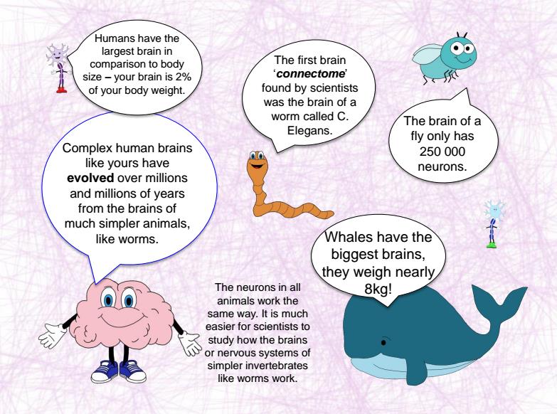 Page from 'How Does My Brain Work?'