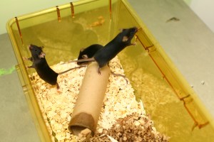 Image of mice courtesy of Understanding Animal Research