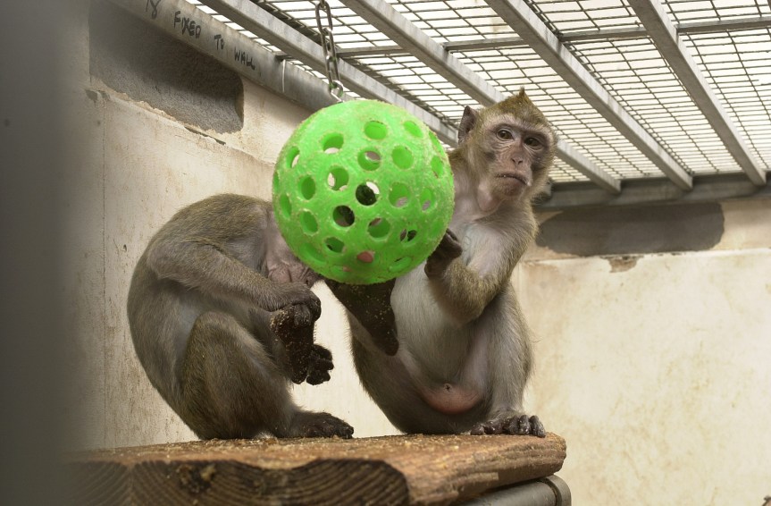 pair-of-macaques-play-with-green-ball