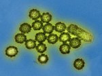 DRACOs have worked against H1N1 influenza in cells and mice. NIAID/Flickr (CC BY 2.0) Source: Secondary citation from here: http://www.techinsider.io/todd-rider-draco-crowdfunding-broad-spectrum-antiviral-2015-12