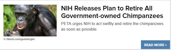 PETA on nih chimp announce 08.11.16