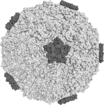 Rhinovirus caption: Surface of the human rhinovirus 16, one of the viruses which cause the common cold. Source:Wikipedia Commons