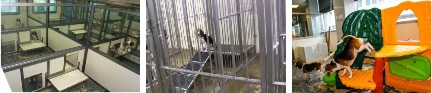 different-pens-for-dogs-in-research