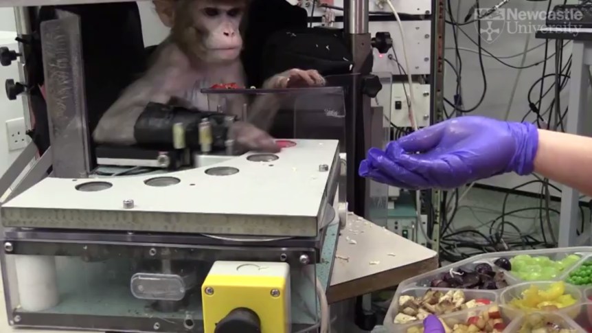 primate-in-stroke-research