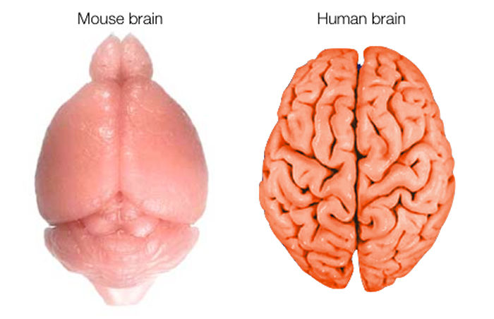 Comparison between mouse (smooth cortex) and human (sulcated cortex) brain. [Credit: Elizabeth Atkinson, Washington University in St. Louis]