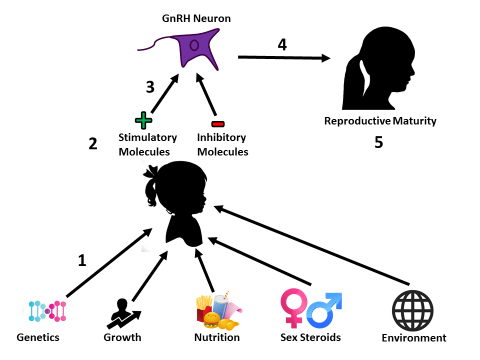 Hypothesized model for the initiation of puberty. (1) Internal and external factors are communicated to the body. (2) Next, these factors are relayed through various signaling pathways to stimulatory and inhibitory molecules present in neurons located in the hypothalamus. (3) Stimulatory and inhibitory molecules travel to GnRH neurons and affect the release of GnRH. (4) GnRH stimulates reproductive processes that are critical for the initiation of puberty. (5) Once all of the proper conditions are met, reproductive maturity is attained.
