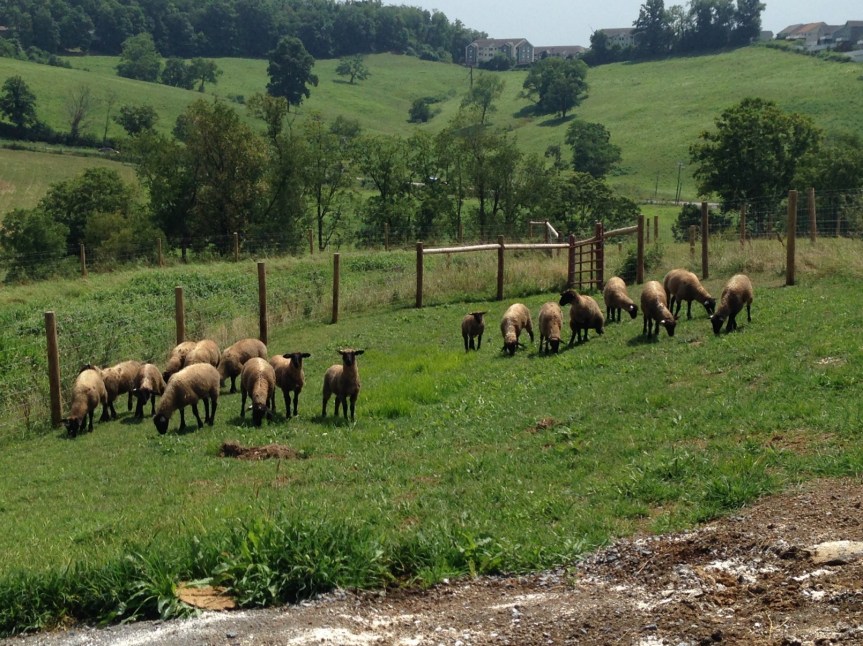 sheep-in-reproduction-research