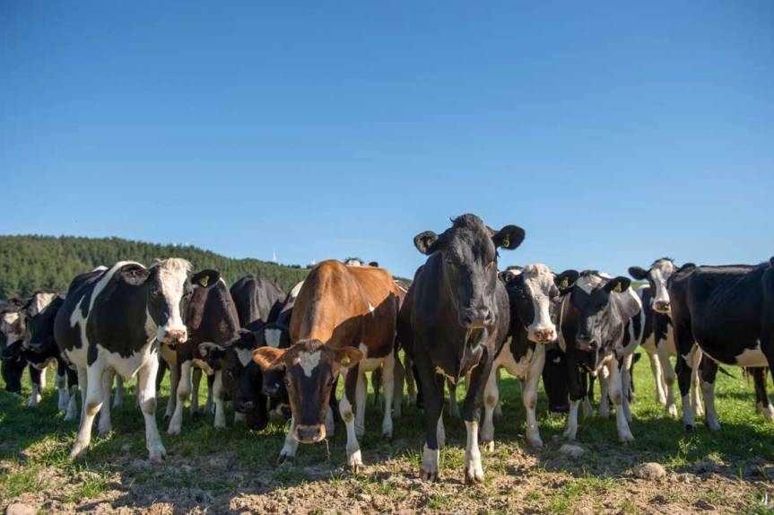 Cows are the most common species of research animal in New Zealand. Image from Massey University.  