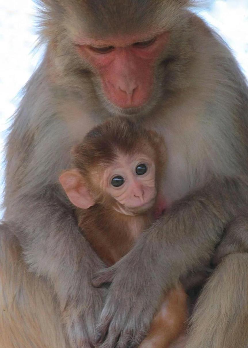 Rhesus monkey (Macaca mulatta) mother and infant. Photo: Kathy West.