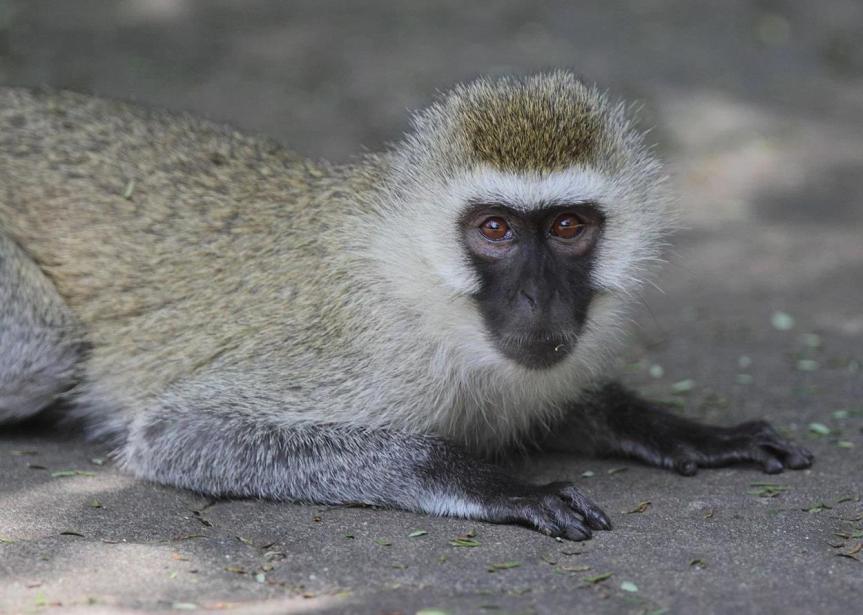 Vervet monkey (Chlorocebus aethiops sp.). Photo: Kathy West.