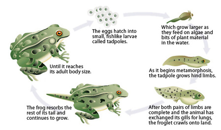development-of-a-frog