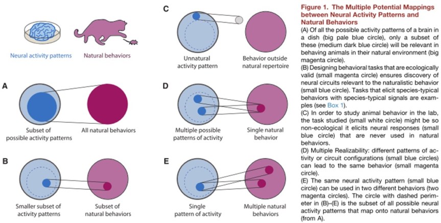 neural-activity-in-animals-and-the-behaviours-associated