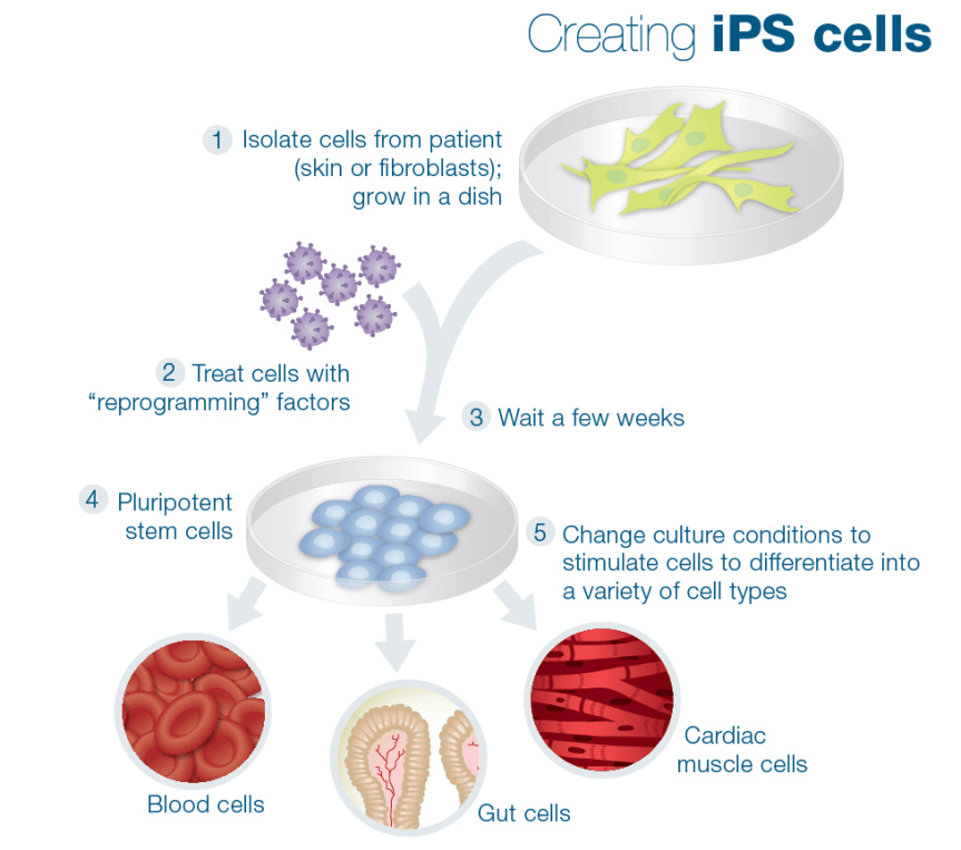 SR-StemCells