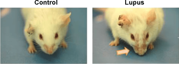 lupus mice