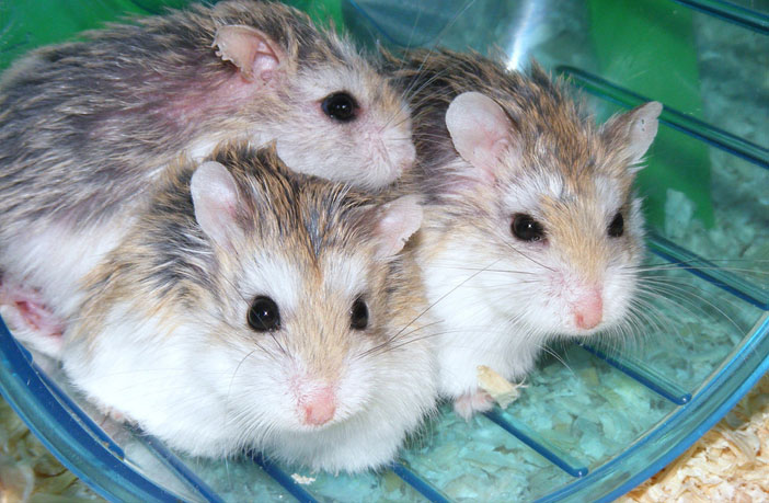 Exposure to dim light at night increases depressive-like behaviors in offspring