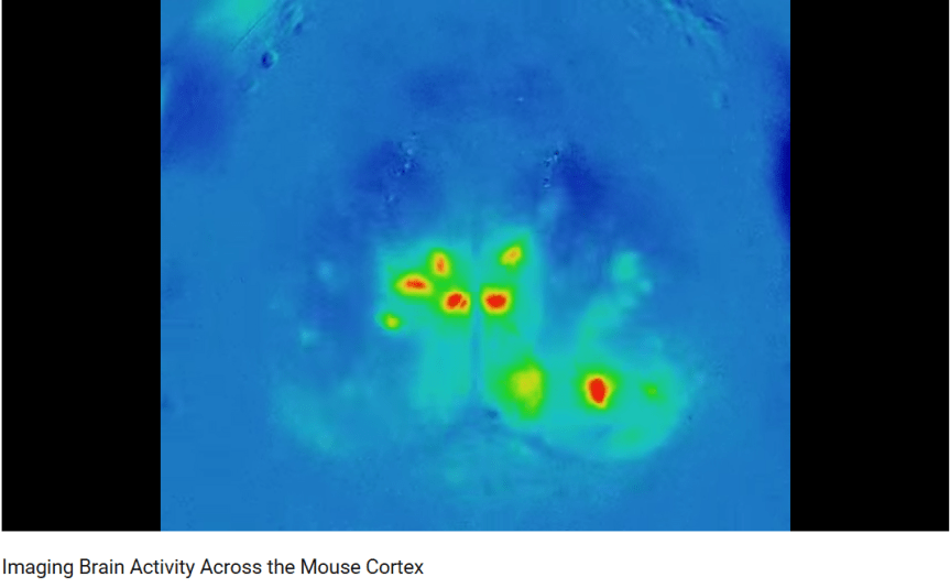 Imaging brain activity across the mouse cortex