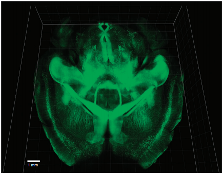intact adult mouse brain imaging